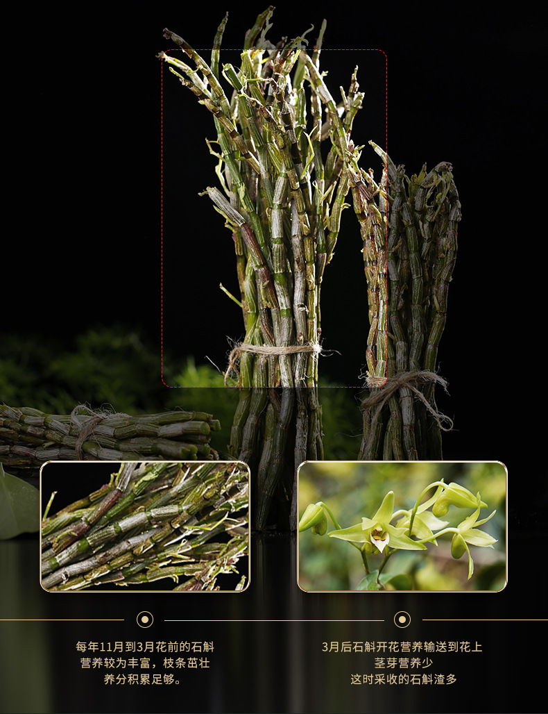 阳小僧石斛-总_04.jpg