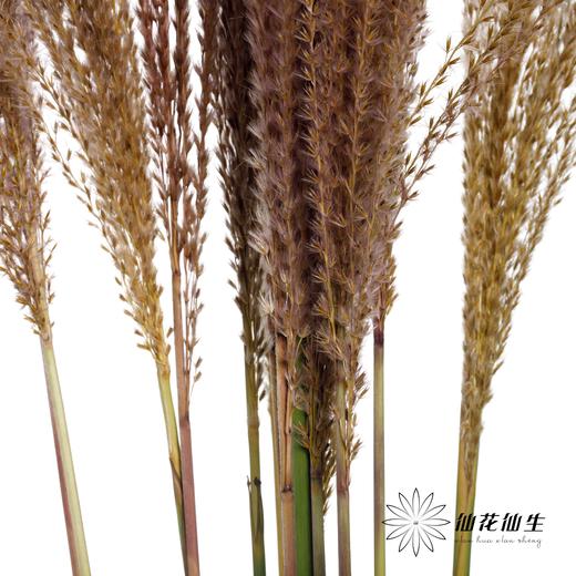 叶材 | 佛尘 商品图1