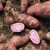 【美味可口！云南七彩土豆】现挖现发，新鲜丰富饱满 紫红云状，质嫩香糯，囗感绵密细滑 唇齿留香，回味无穷，红皮土豆彩色，现挖新鲜洋芋马铃薯L 商品缩略图2