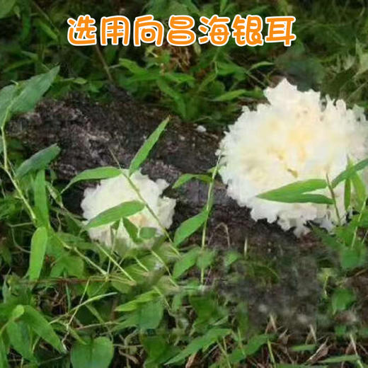 生态烤梨 商品图1