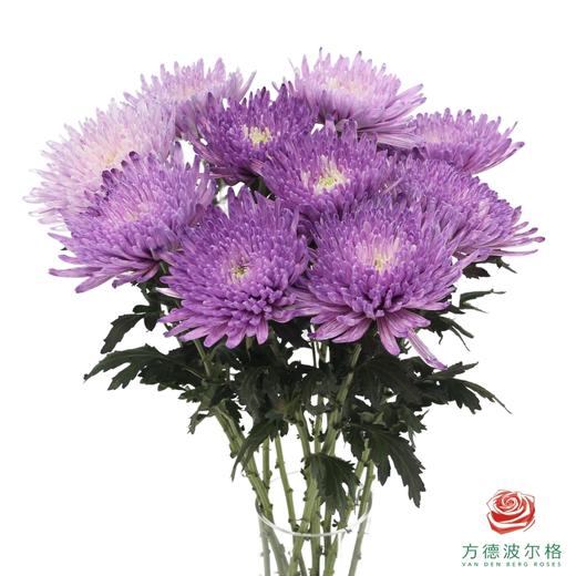 吸色单头菊-紫璃 10支一扎 商品图1
