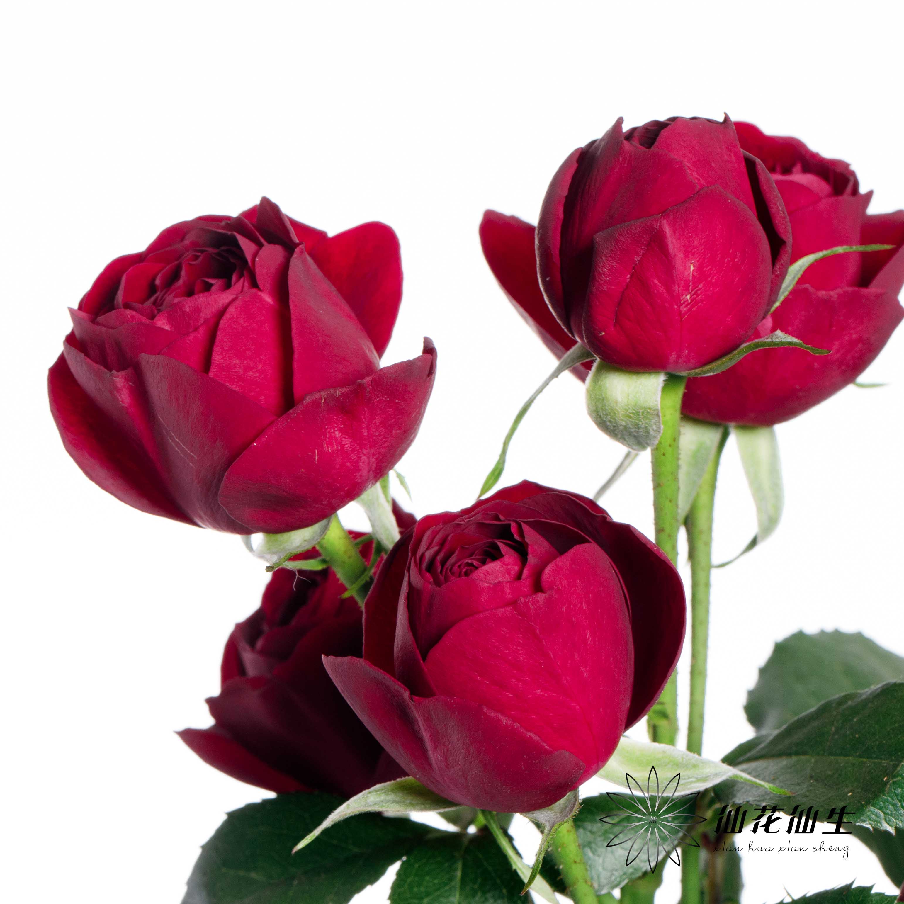 多头玫瑰 | 红蕾丝