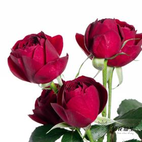 多头玫瑰 | 红蕾丝