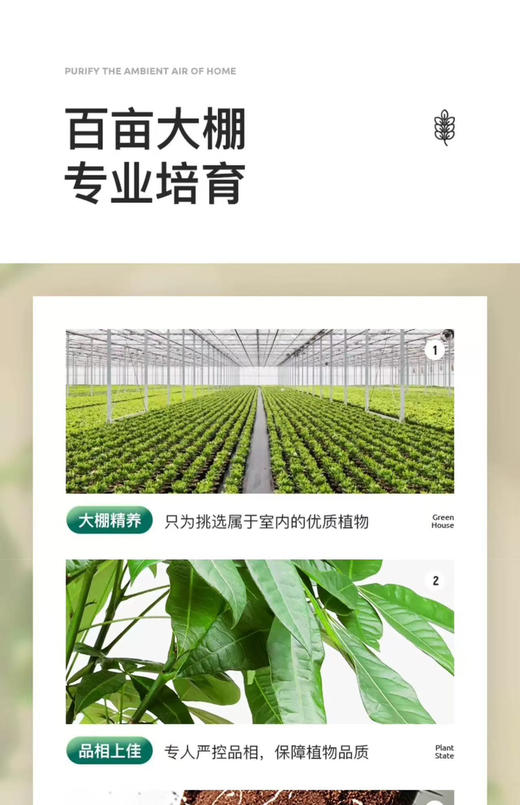 【财源滚滚来.发财树盆栽】发财树1盆+四方泡泡盆1个+肥料1包（江苏仓） 商品图7