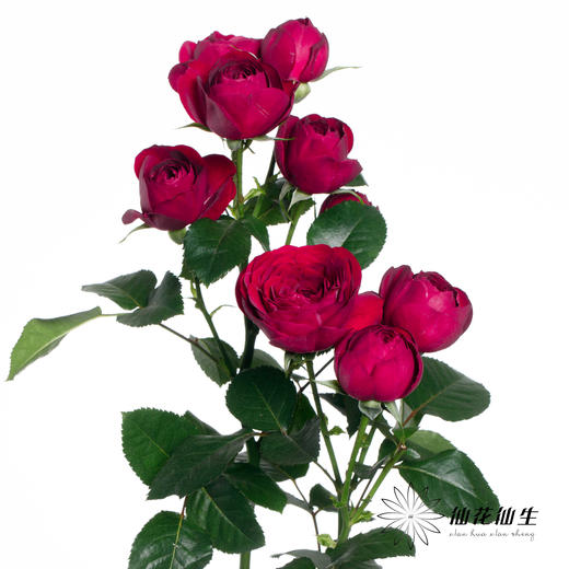 多头玫瑰 | 红蕾丝 商品图1