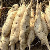 【新鲜现挖！白皮人参薯】现挖现发，好山好水好健康，颗颗精选，大小均匀，好果实，源于好产地，白心微黄心板栗薯，番薯牛奶薯L： 商品缩略图0
