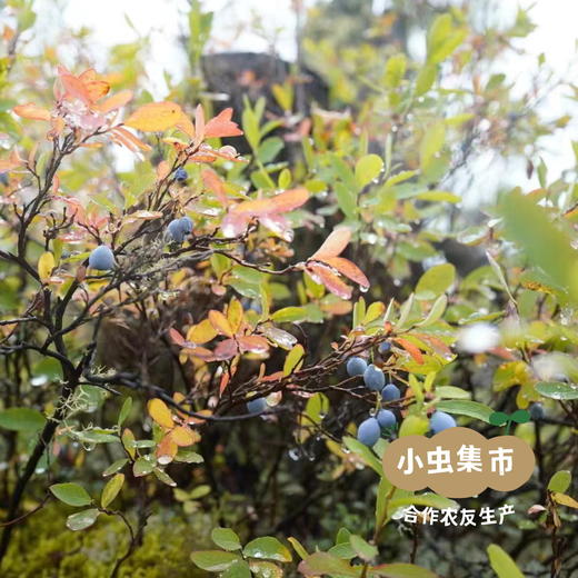 野生蓝莓果干 90g/袋 | 合作农友生产，源自大兴安岭原始森林，生产者：金鹏 ＆【公平贸易农人定价】 商品图11