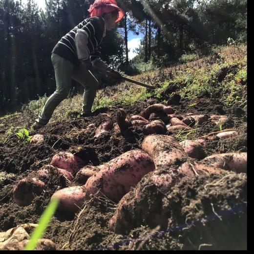 【美味可口！云南七彩土豆】现挖现发，新鲜丰富饱满 紫红云状，质嫩香糯，囗感绵密细滑 唇齿留香，回味无穷，红皮土豆彩色，现挖新鲜洋芋马铃薯L 商品图3