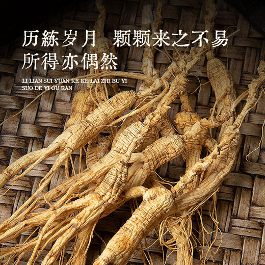 【源头自长白山脉！长白雪山林下参】每一根都是精挑细选，拒绝残参，高年足龄林下参，地道滋补更贴心，干人参礼盒装整枝泡酒L 商品图2
