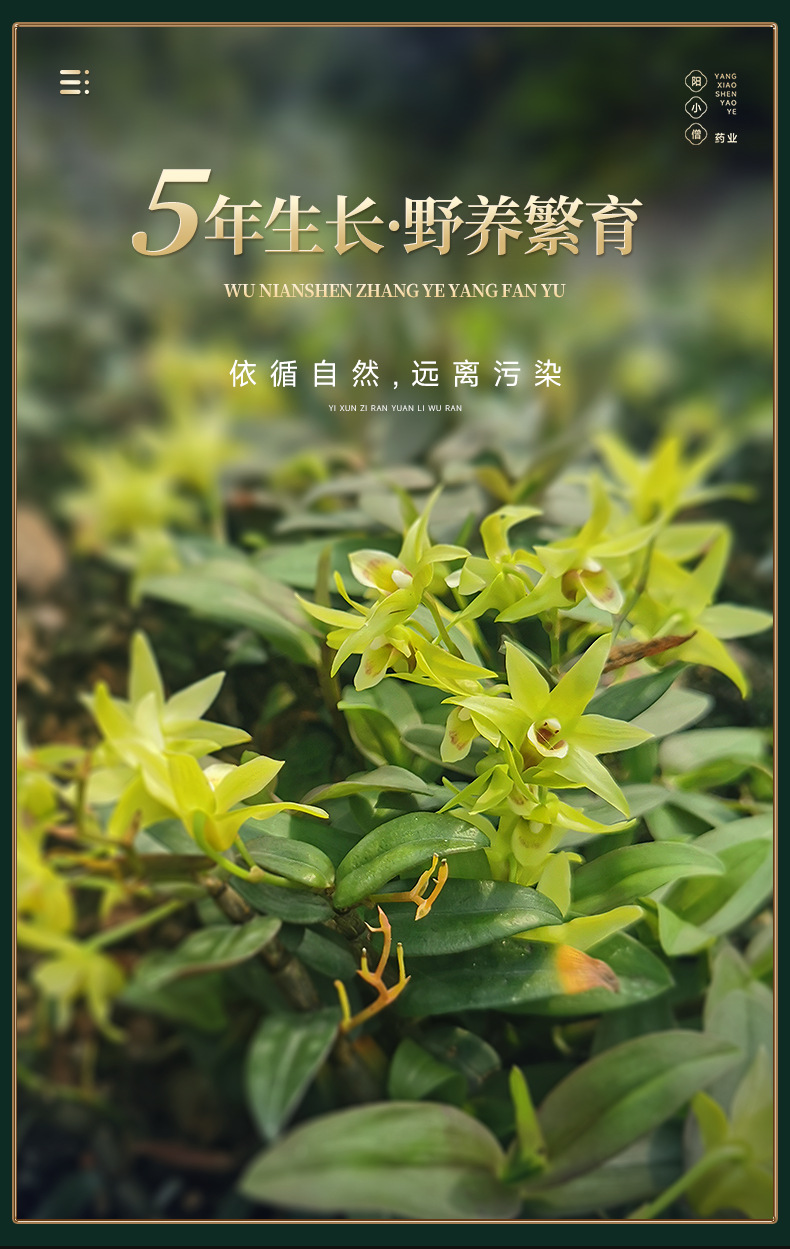 阳小僧石斛-总_02.png