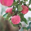 优选丨【甘肃好物】高原甜·脆红苹果 4.5斤/8斤 商品缩略图3