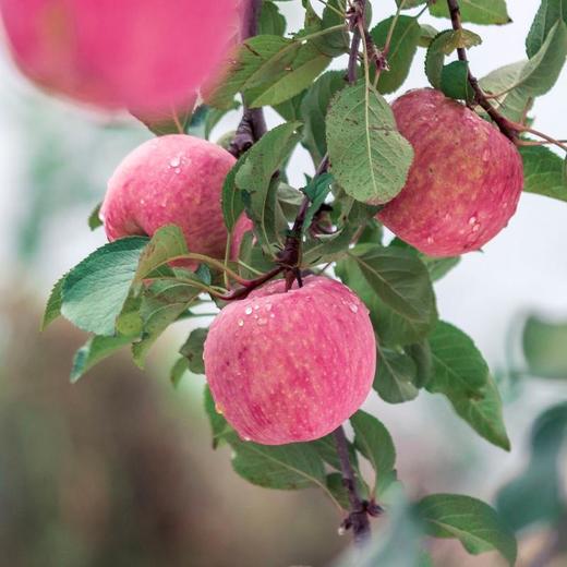 优选丨【甘肃好物】高原甜·脆红苹果 4.5斤/8斤 商品图3