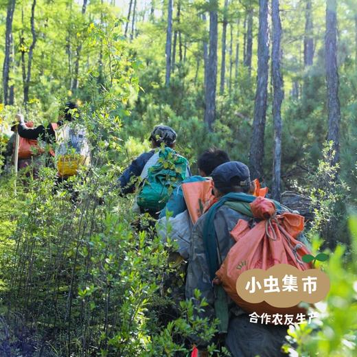 野生蓝莓果干 90g/袋 | 合作农友生产，源自大兴安岭原始森林，生产者：金鹏 ＆【公平贸易农人定价】 商品图14