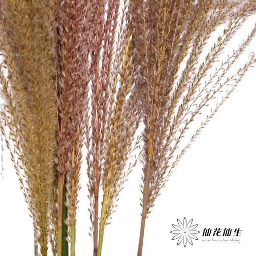 叶材 | 佛尘 商品图3