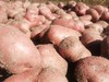 黄皮黄心土豆、红皮白心土豆 、紫皮紫心土豆，沙香糯面，通过571农残检测！ 源头蔬 商品缩略图1