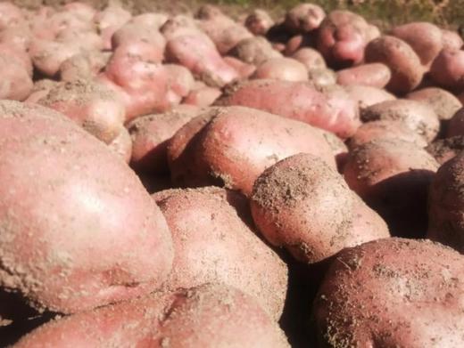 黄皮黄心土豆、红皮白心土豆 、紫皮紫心土豆，沙香糯面，通过571农残检测！ 源头蔬 商品图1