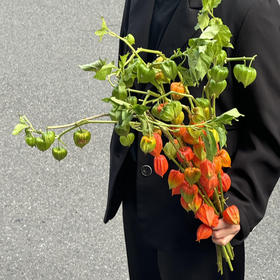 【AB级酸浆果切花】5支/份 长度约50-55cm