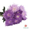 吸色单头菊-紫璃 10支一扎 商品缩略图2