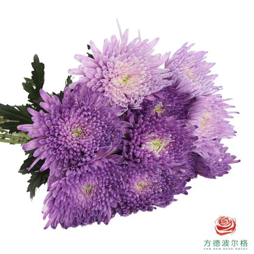 吸色单头菊-紫璃 10支一扎 商品图2