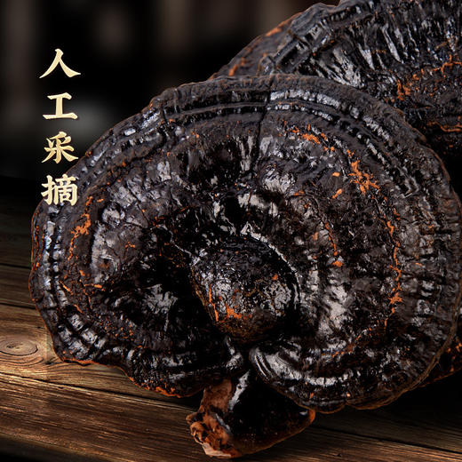 【菌中黑钻！长白山灵芝】天然匠心，给您带来纯净的滋补体验，黑灵芝生茶泡水泡酒，林芝送长辈滋补L 商品图2