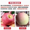 【19.9到手3斤！陕西红富士】新鲜采摘，原生态种植，不催熟打蜡，享受脆甜好滋味，早期青色泛黄，当季应季苹果红富士苹果L 商品缩略图3