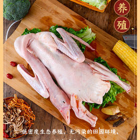 【德州平原伴手礼】老鹅农 白条鹅赠送料包 生鲜产品 散养大鹅 肉质劲道