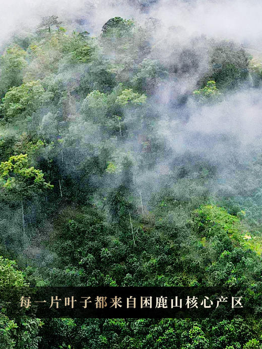 生普头牌【凤饼贡茶困鹿山】2023年春茶选自困鹿山26号茶农李应芝家古茶园，如果生普只能喝一款那必须是“困鹿山”普洱茶生茶 非遗工艺 357克/饼 5饼/提 2提/件 商品图9