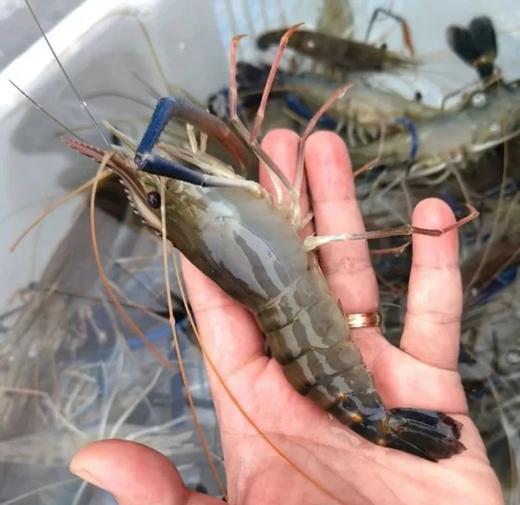 【只用活虾，鲜掉眉毛！】水部楼·花雕熟醉罗氏虾 低脂高蛋白 入口鲜甜嫩弹 麻辣虾、蒜蓉虾一次吃过瘾！ 商品图5