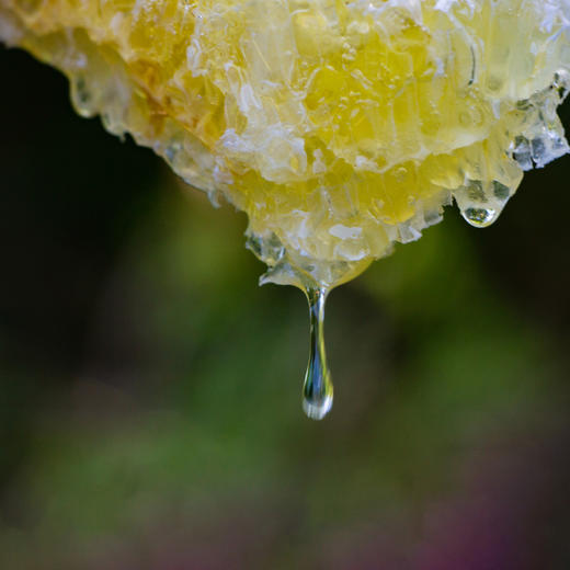 农掌柜 五倍子蜂蜜500g/罐 商品图2