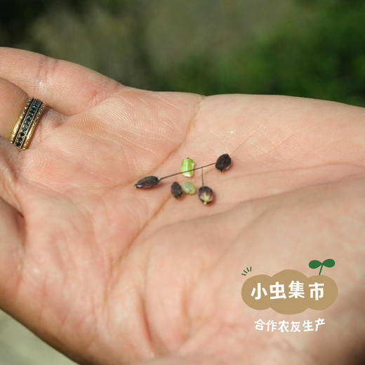 【2025年秋收新米】生态绿香珠米 500g/袋 | 合作农友生产，来自贵州黎平洋洞村，生产者：杨邦荣 &【公平贸易农人定价】 商品图12