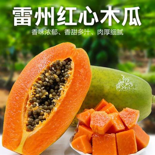 [最农公社]顺丰发货|树熟正宗雷州木瓜3斤5斤8斤一款值得你等待的木瓜 商品图0