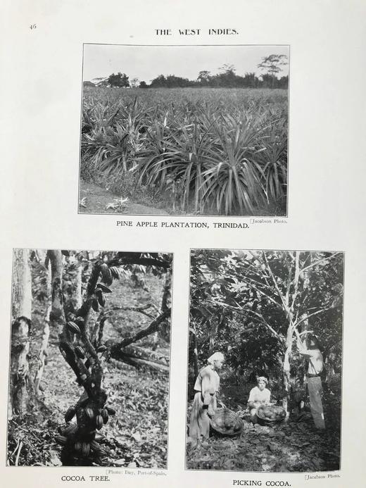 1909年 西印度群岛风物志 数百幅插图 漆布精装16开 商品图14