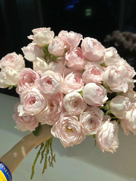 肯尼亚进口花材fairly kiss pin粉色仙子之吻多头玫瑰10支 商品图1