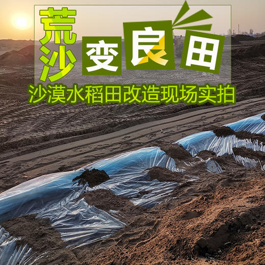 【内蒙古帮扶】定丰农场 稻花香沙漠大米   2.5kg 商品图3