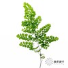 叶材 | 铁线蕨 商品缩略图0