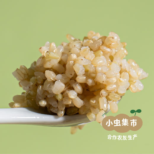 【2025年秋收新米】生态绿香珠米 500g/袋 | 合作农友生产，来自贵州黎平洋洞村，生产者：杨邦荣 &【公平贸易农人定价】 商品图4