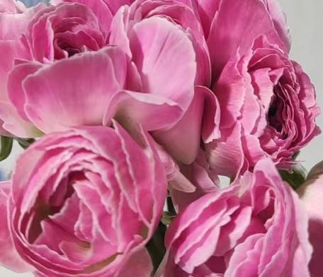 配花 | 成功洋牡丹麦浪 商品图0