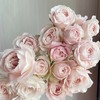 肯尼亚进口花材fairly kiss pin粉色仙子之吻多头玫瑰10支 商品缩略图2