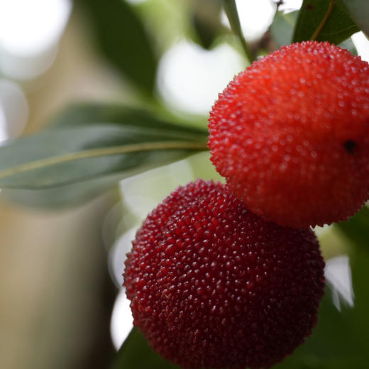 米造局仙梅笑6度仙居杨梅酒350ml 商品图5