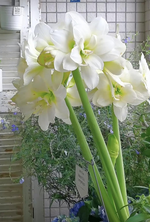 【预售】进口重瓣朱顶红——阿弗蕾65（简易塑料盆 现货，下单即可到店自提） 商品图0