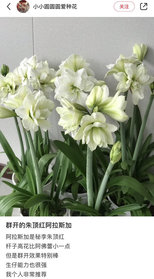 【预售】进口重瓣朱顶红——阿弗蕾65（简易塑料盆 现货，下单即可到店自提） 商品图1