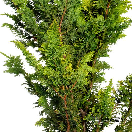 叶材 | 金叶凤尾 商品图2