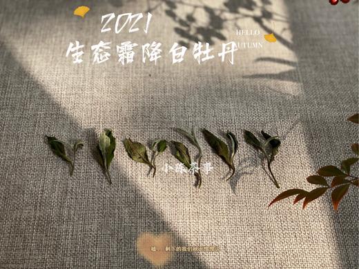 【世所罕见的珍藏级好茶】2021有机霜降白牡丹，每4年独一份的好茶，藏在深深深秋里的春意盎然 商品图3