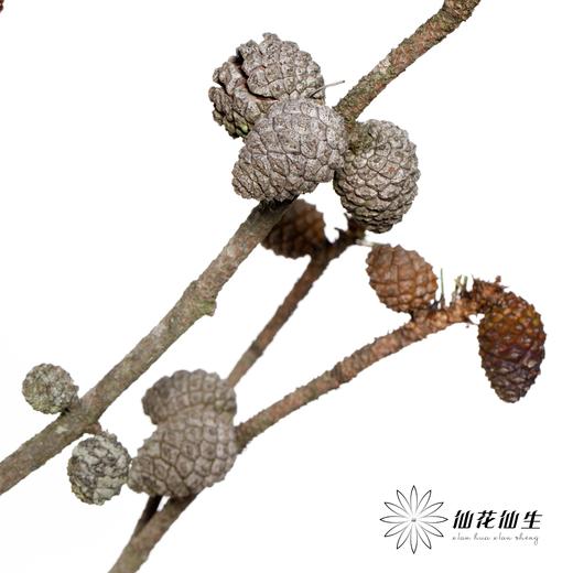 叶材 | 松果 商品图4
