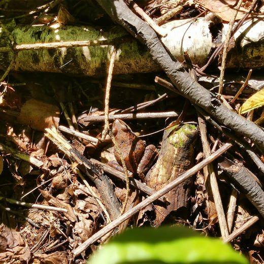 正安 雪蛤线油 赞安原材 女性滋养羹品 煲汤用料 来自长白山的雪蛤 平均约2~3g/根【不可用券】 商品图3