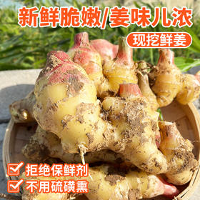 密云农家鲜姜3斤   新鲜现拔  鲜嫩爽口  姜味浓  适合调味