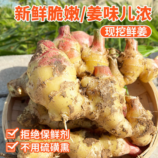 密云农家鲜姜3斤   新鲜现拔  鲜嫩爽口  姜味浓  适合调味 商品图0