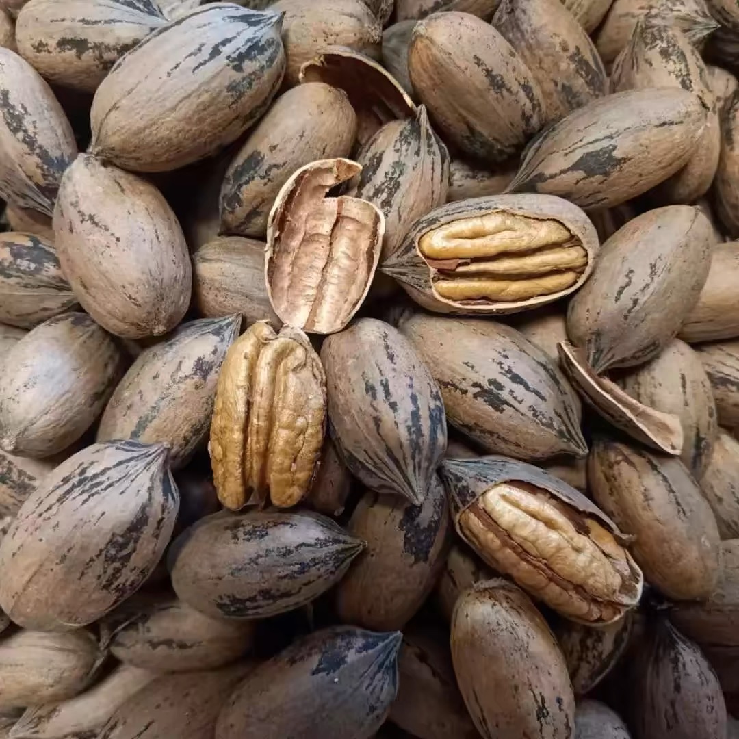 丽江老树碧根果