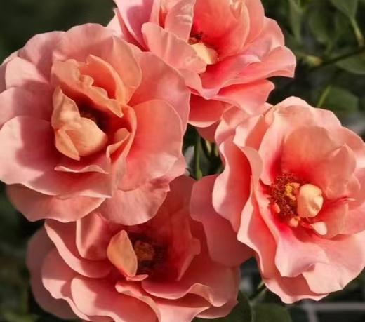 多头玫瑰 | 金虞姬 商品图0