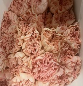 单头康乃馨 | 流光宜彩